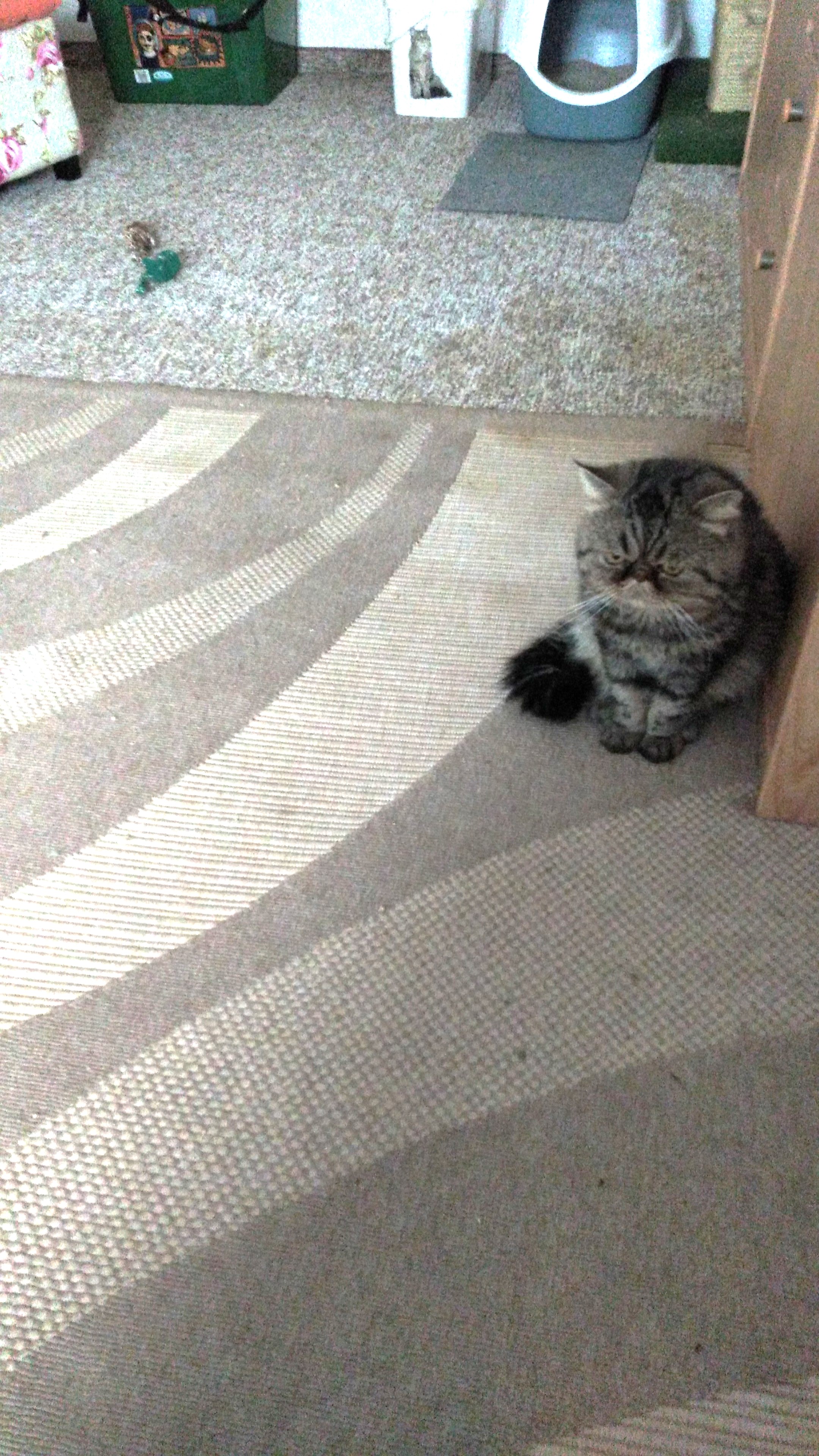 Gast in unserer Katzen-Pension
