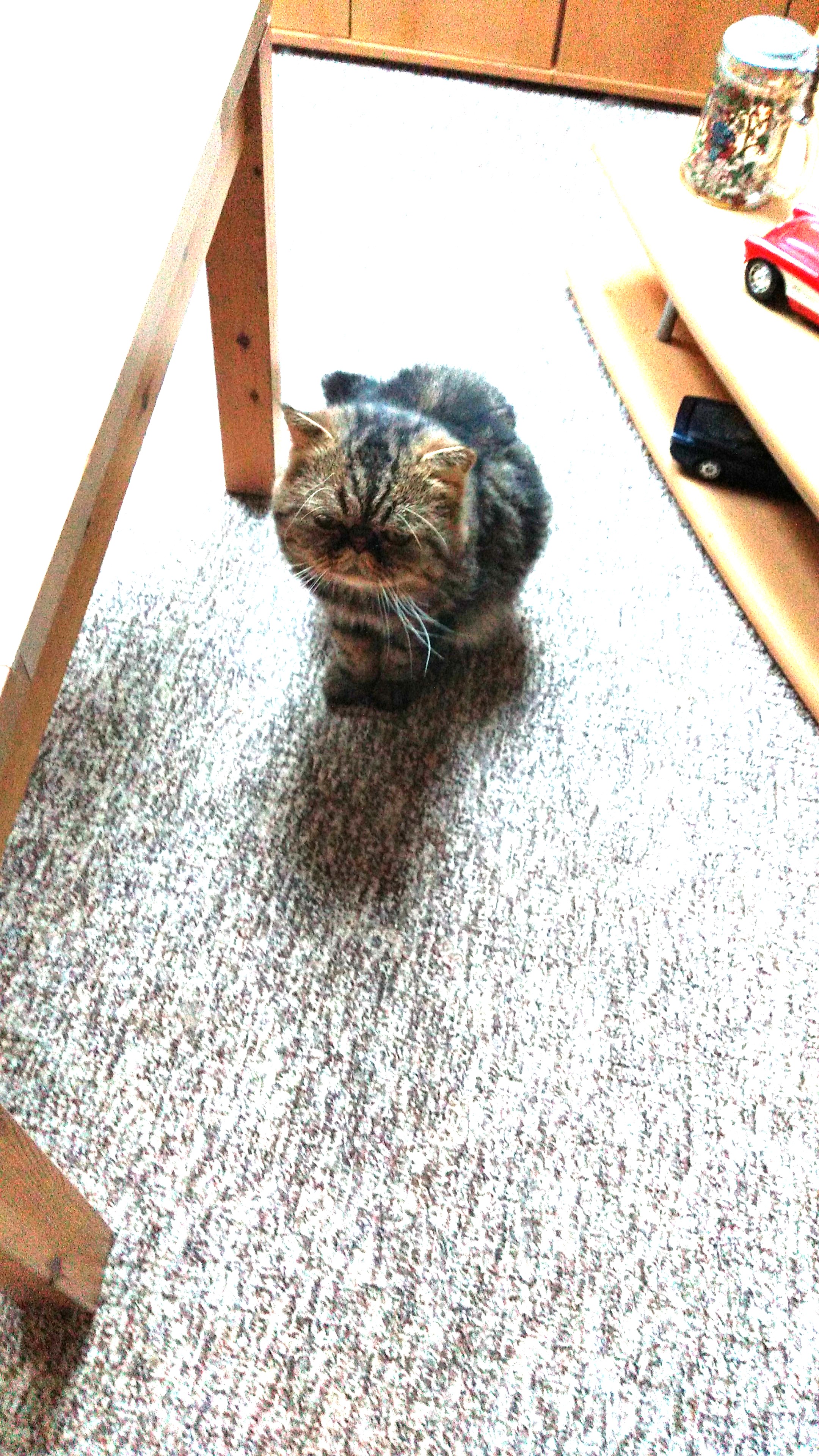 Gast in unserer Katzen-Pension