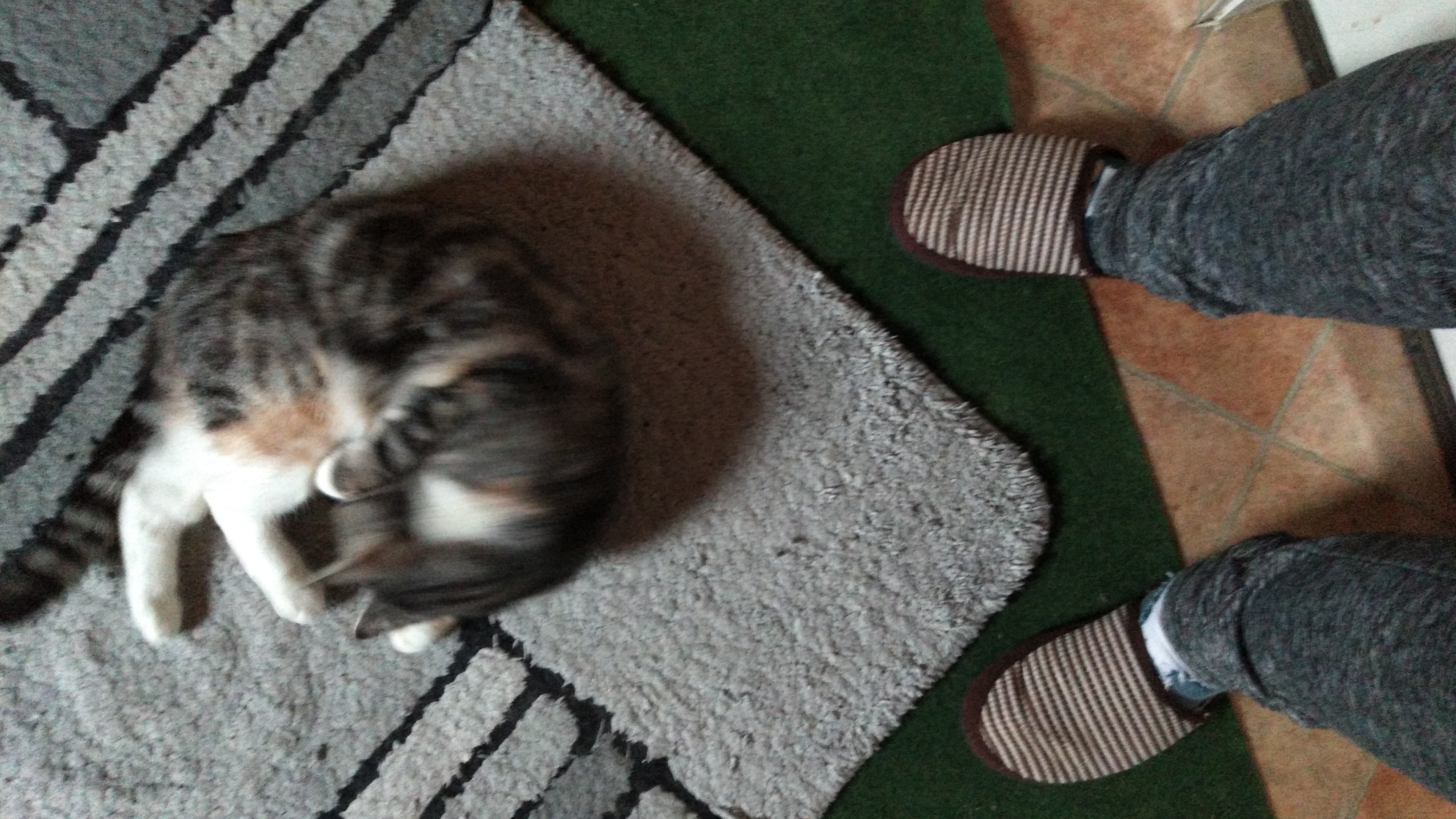 Gast in unserer Katzen-Pension