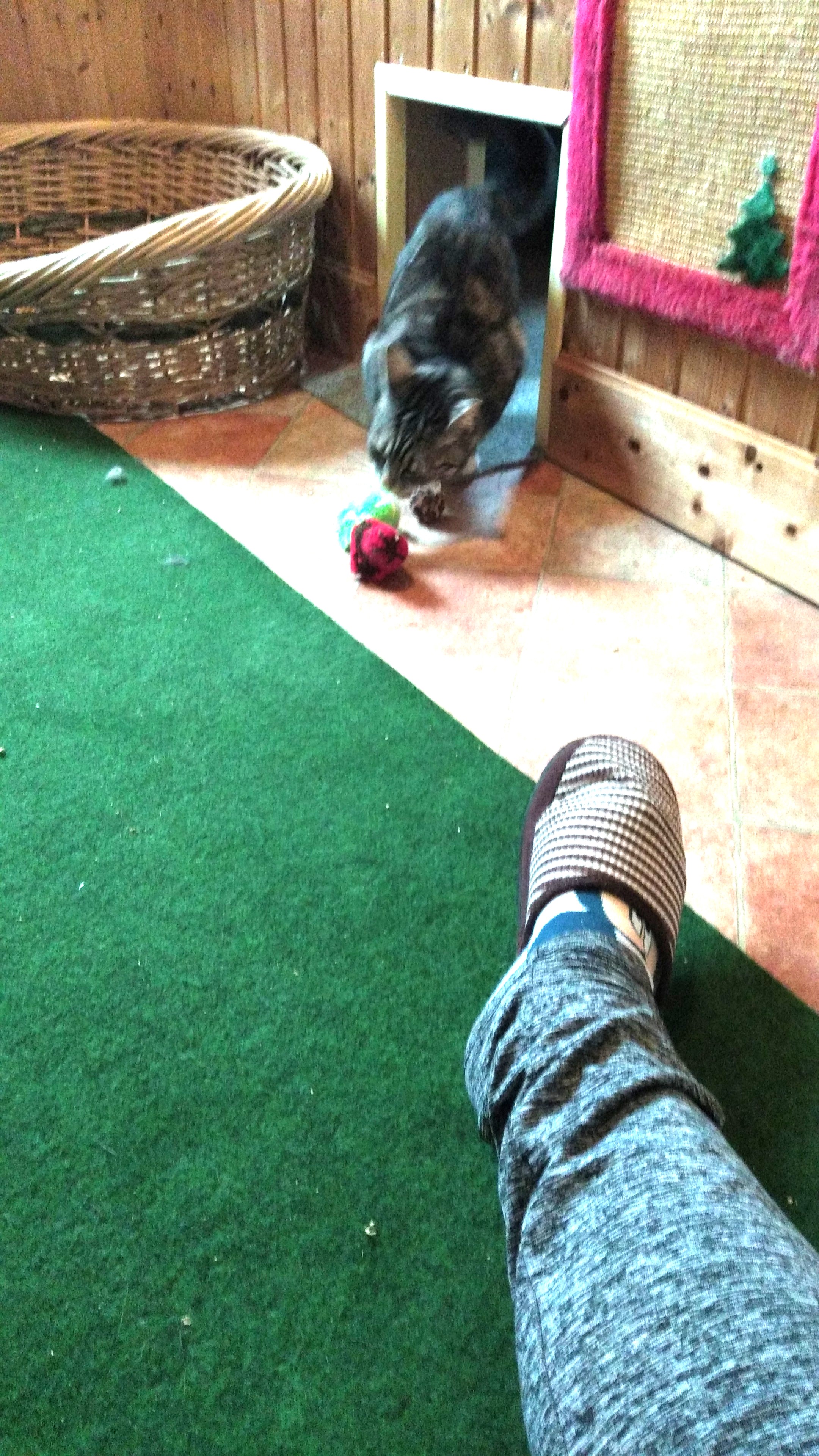 Gast in unserer Katzen-Pension