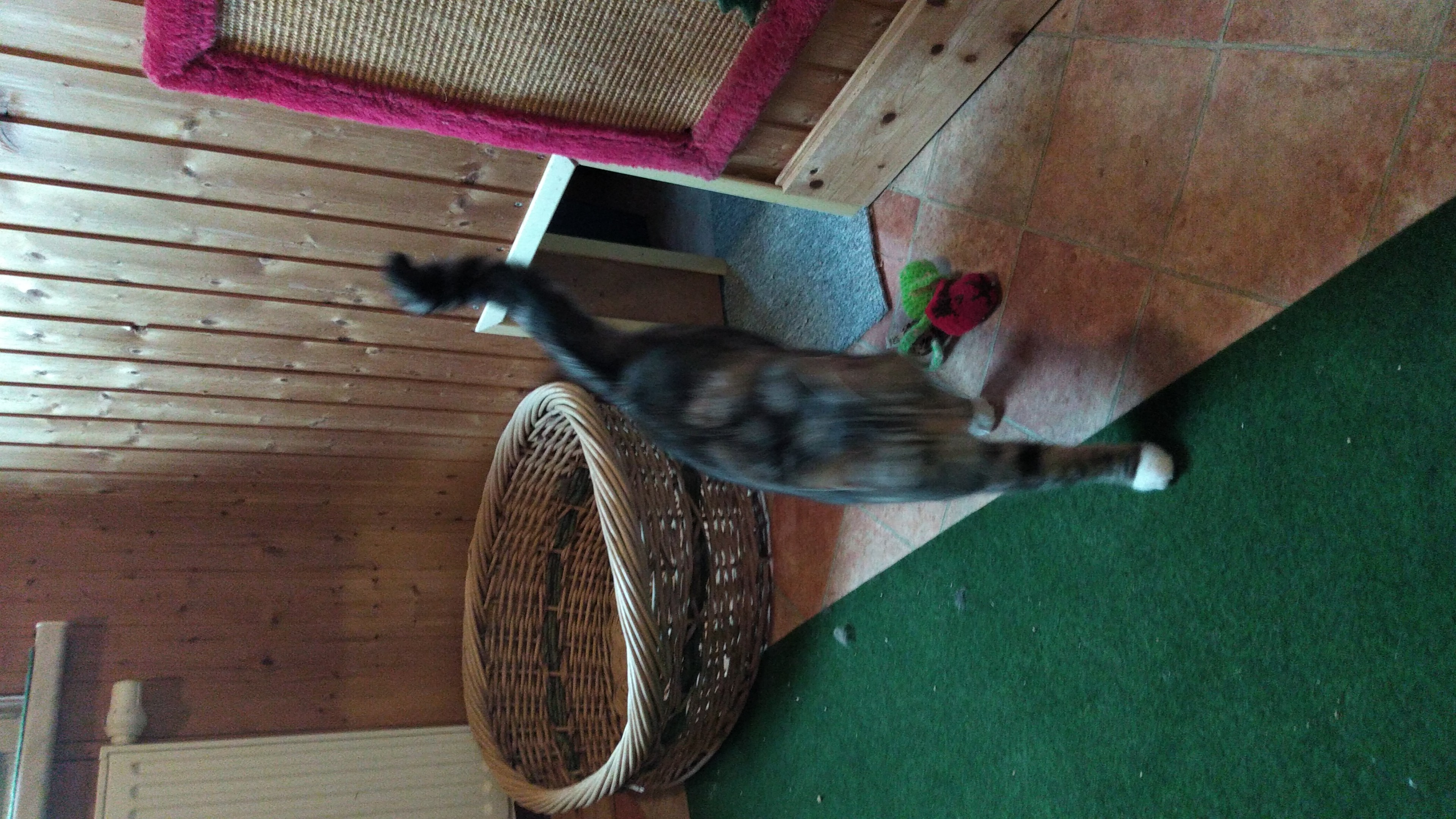 Gast in unserer Katzen-Pension